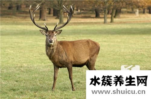 鹿茸粉的功效与作用