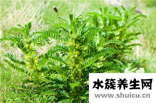 炙黄芪和黄芪的区别