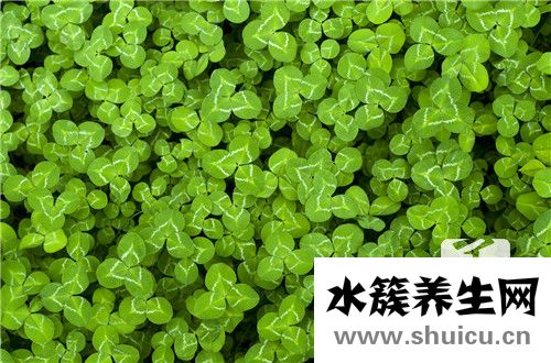 奶浆草