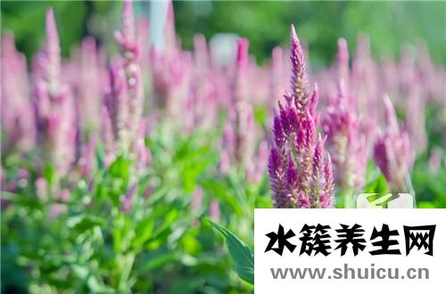 广藿香的功效与作用