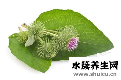 黄金牛蒡茶