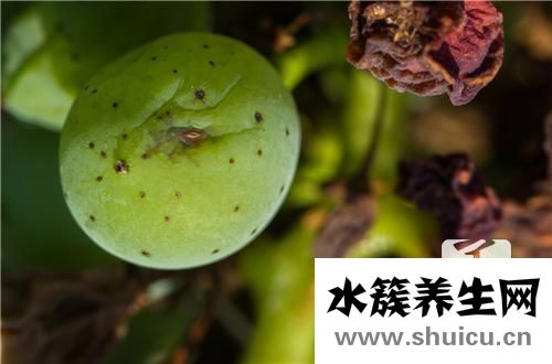 肝吸虫病症状
