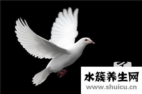 鸽子蛋怎么吃最营养