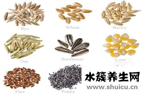 五谷豆浆食谱