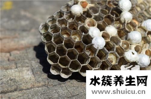 被蜂蜇了怎么办