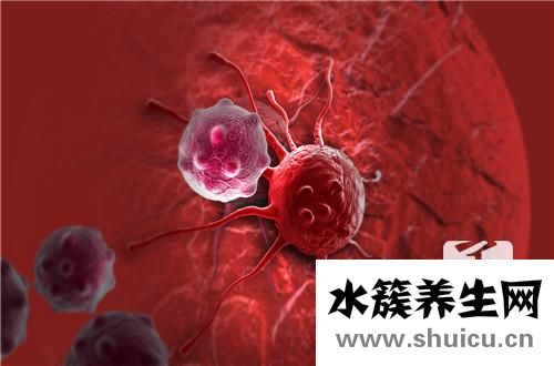 附红体病