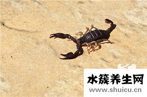 蝎子泡酒方法与功效有哪些呢？