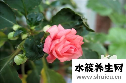 室内花卉植物
