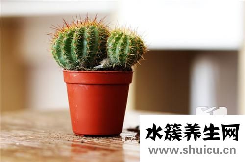 什么植物防电脑辐射