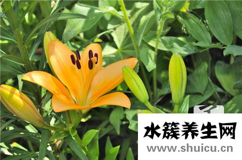 蟾蜍草