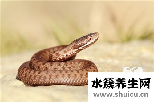 银环蛇泡酒