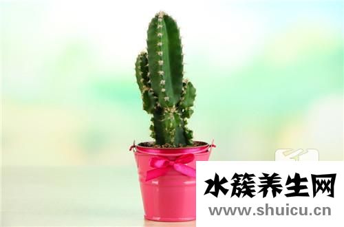 缩刺仙人掌