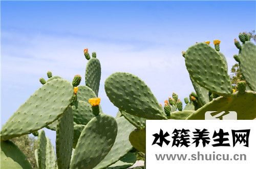 缩刺仙人掌