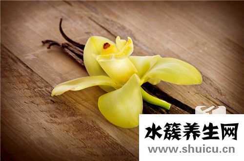 含羞草如何养