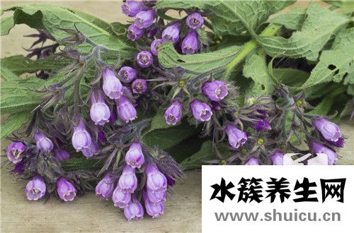 蚕蛹虫草