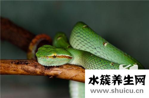 看见蛇