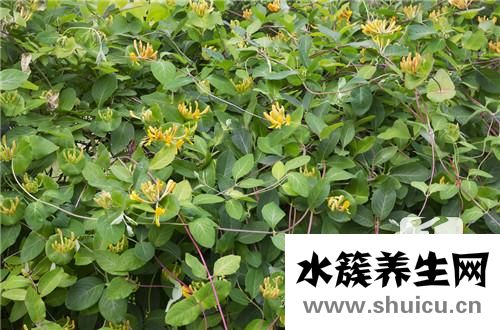 连翘的作用与功效