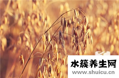 小麦草榨汁机
