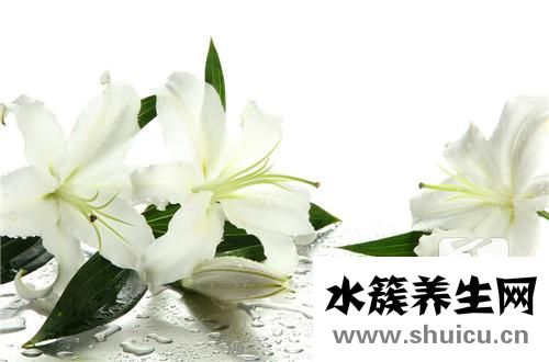 家中养什么花好