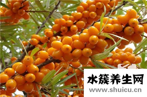 叶茶