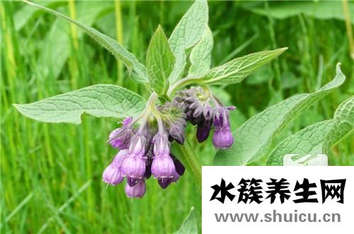 鱼腥草提取物