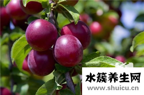 西梅的营养价值