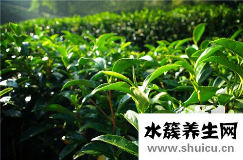 毛尖茶叶的功效与作用