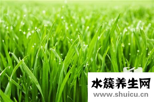 芦苇根煮水的功效有哪些？