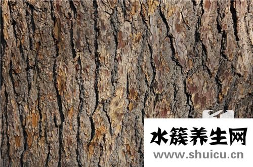 槟榔的功效与作用有哪些？
