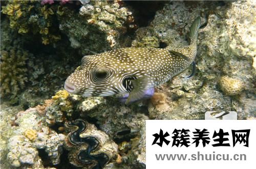 河豚鱼的做法