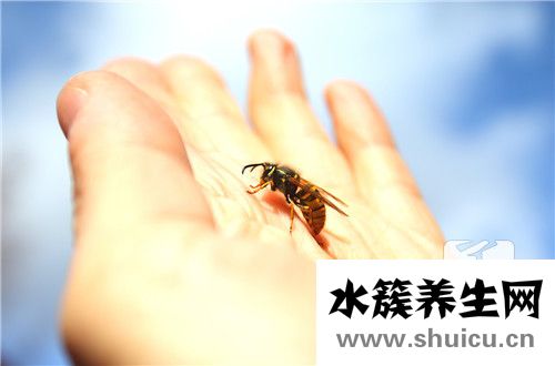 蜜蜂蛰了怎么消肿