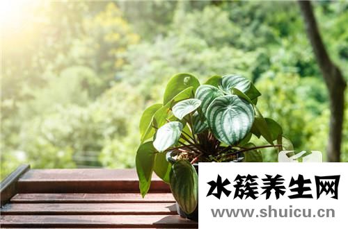 吸收甲醛的植物