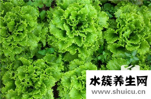 吃素的坏处