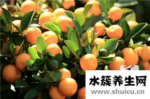桔子的作用