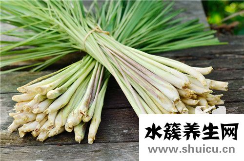鲜白茅根