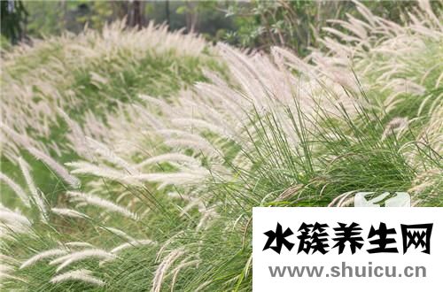 鲜白茅根