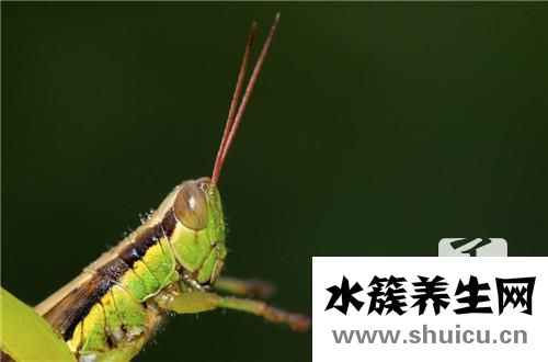 怎样灭蟑螂