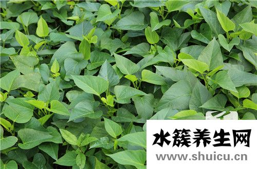 番薯发芽能吃吗