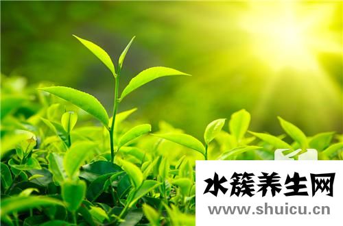 茶叶保存