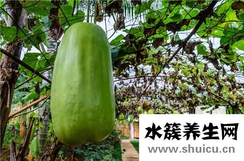 冬瓜汤的做法大全