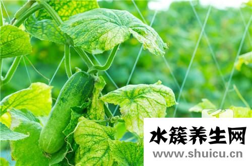 西胡瓜