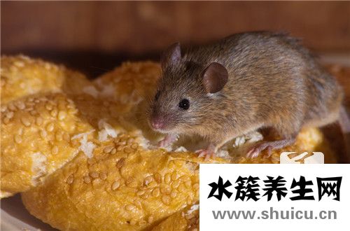 灭鼠好方法