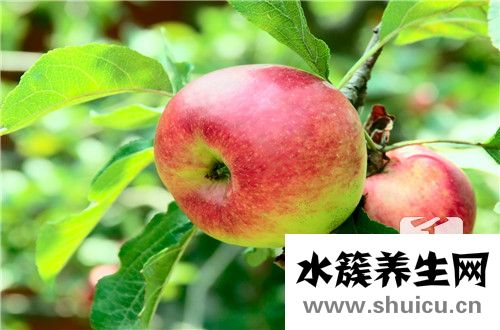 怀孕期间吃什么水果好