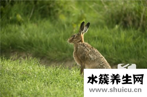 兔肉的做法大全