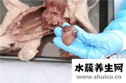 猪心的做法大全