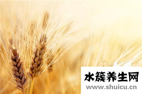 大麦茶回奶