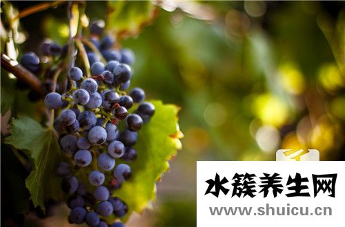 葡萄的种类