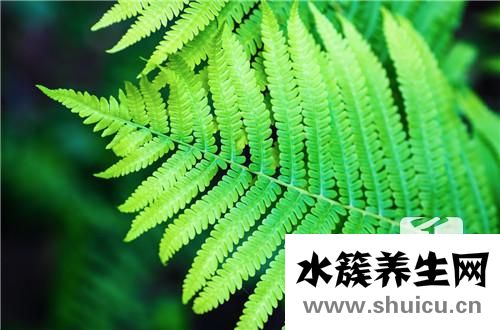 绿萝的功效与作用