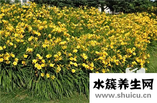 大枫子