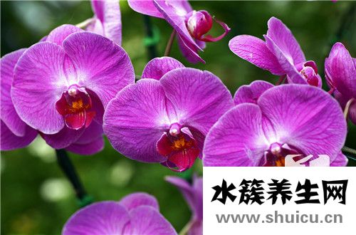 石斛泡水